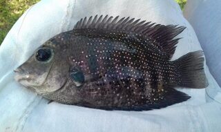 Маравила на Шри-Ланке: лагуна с хлебом, Karimeen, Килия и морской сом с берега