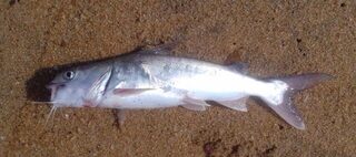 Маравила на Шри-Ланке: лагуна с хлебом, Karimeen, Килия и морской сом с берега