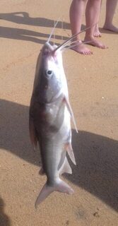 Маравила на Шри-Ланке: лагуна с хлебом, Karimeen, Килия и морской сом с берега