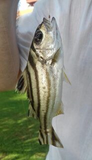 Маравила на Шри-Ланке: лагуна с хлебом, Karimeen, Килия и морской сом с берега