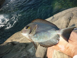 Пхукет: поплавок с опарышем и сеточная снасть у кораллового берега