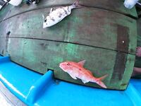 Ловля в Семиньяк - махи-махи и четыре тунца сошли (декабрьский выход без фейерверков)