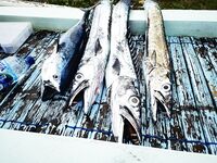 Амед отстрелялся Санур встречай