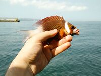 На рейде Джимбарана - ставрида и будни команды