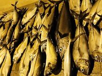 Мальдивы: вернулись, видов ловли больше