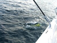 Фуджейра - декабрь 2011 - фотоподборка с древней рыбалки