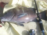 Тангалле, Шри Ланка: кастмастер и пилькеры с пляжа, без воблеров