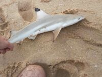 Тангалле, Шри Ланка: кастмастер и пилькеры с пляжа, без воблеров