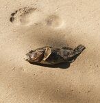 Шри Ланка, прибрежье: береговая ловля карасей на лёгкие снасти и насадки