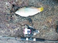 Унаватуна: береговой спиннинг до 2 января, ищу компанию и обмен опытом