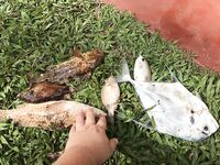 Унаватуна, скалы: микроджиг и кальмарки с рассвета, обрывы на кораллах