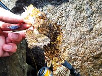 Унаватуна и Jungle Beach: рокфишинг со скал - воблеры и пилькеры