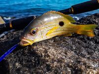 Унаватуна и Jungle Beach: рокфишинг со скал - воблеры и пилькеры