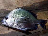 Шри Ланка, устье реки: спиннинг по барамунди и тревалли на живую креветку