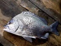 Шри Ланка, устье реки: спиннинг по барамунди и тревалли на живую креветку