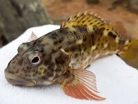 Шри Ланка, устье реки: спиннинг по барамунди и тревалли на живую креветку