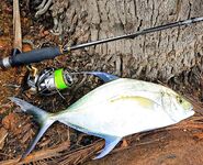 Шри Ланка, устье реки: спиннинг по барамунди и тревалли на живую креветку