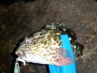 Шри Ланка, устье реки: спиннинг по барамунди и тревалли на живую креветку