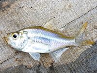 Шри Ланка, устье реки: спиннинг по барамунди и тревалли на живую креветку