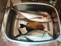 Южный берег Ланки: вышли в океан, донка и троллинг, на стол рыба к ужину