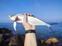 Рыбалка на Шри-Ланке: от колебла до 210-х