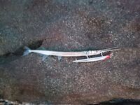 Рыбалка на Шри-Ланке: от колебла до 210-х