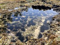 Тангалле, Шри-Ланка: рокфиш с камней, пилькеры 20 г