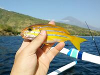 Убуд - Амед - сезон макрели