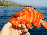 Убуд - Амед - сезон макрели