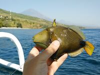 Убуд - Амед - сезон макрели