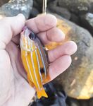 Шри-Ланка, утро на камнях: скорпена и пауза