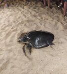 Шри-Ланка: зимой хочу вернуться