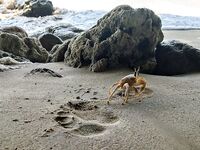 Шри-Ланка: зимой хочу вернуться