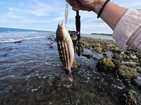 Пасикуда, Шри-Ланка: береговой спиннинг, барра и топвотеры