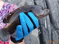 Хор-Факкан - октябрь 2016 - береговой спиннинг, камни, мелочь, черепахи мешали