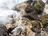 Галле, маяк и волна: тупорылый помпано с камней