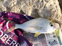 Рыбалка Дубай и Фуджейра - береговые точки, снасти, условия, результаты