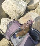 Унаватуна, тот же спот: УЛ-рокфиш, отпускал