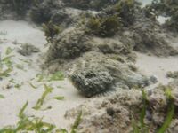 Хиккадува: осторожно, рыба-камень и крокодилы