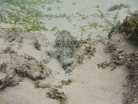 Хиккадува: осторожно, рыба-камень и крокодилы