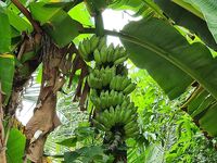 Шри-Ланка, вечерние вылазки: тусовка и недосып