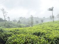 Шри-Ланка, вечерние вылазки: тусовка и недосып