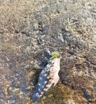 Унаватуна: корал-фиш на МДЖ, жарко - отпустил