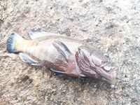 Хиккадува - рокфиш и МДЖ: Ямага до 6 г