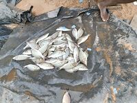 Маревилла - Алутгама: ультралайт в лагунах, риф и рыночек