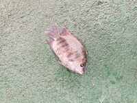 Маревилла - Алутгама: ультралайт в лагунах, риф и рыночек