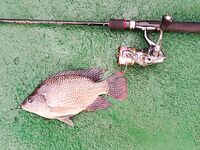 Маревилла - Алутгама: ультралайт в лагунах, риф и рыночек