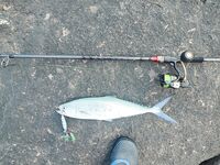 Юго-запад Шри-Ланки: береговой шор-джиг и пилькеры, африкан пампано