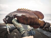 Юго-запад Шри-Ланки: береговой шор-джиг и пилькеры, африкан пампано