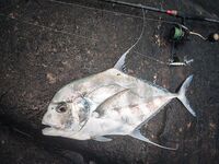 Юго-запад Шри-Ланки: береговой шор-джиг и пилькеры, африкан пампано